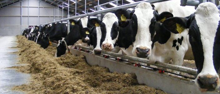 مصارف جوش شیرین در تغذیه دام و طیور