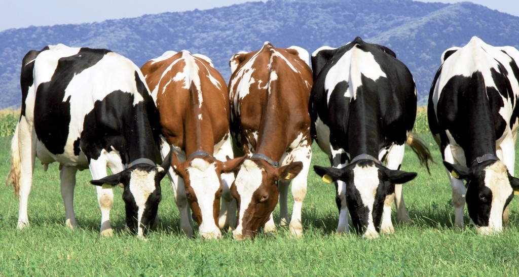 نهاده های دامی